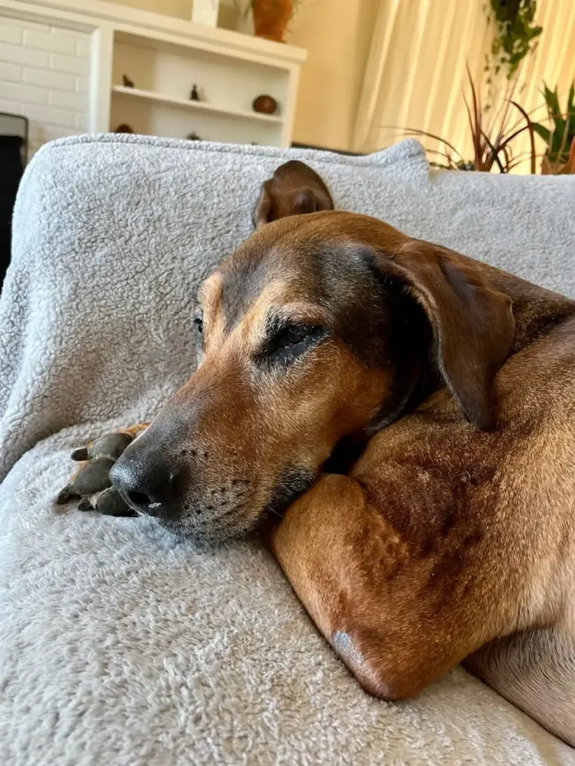 Brown dog resting on a gray blanket indoors